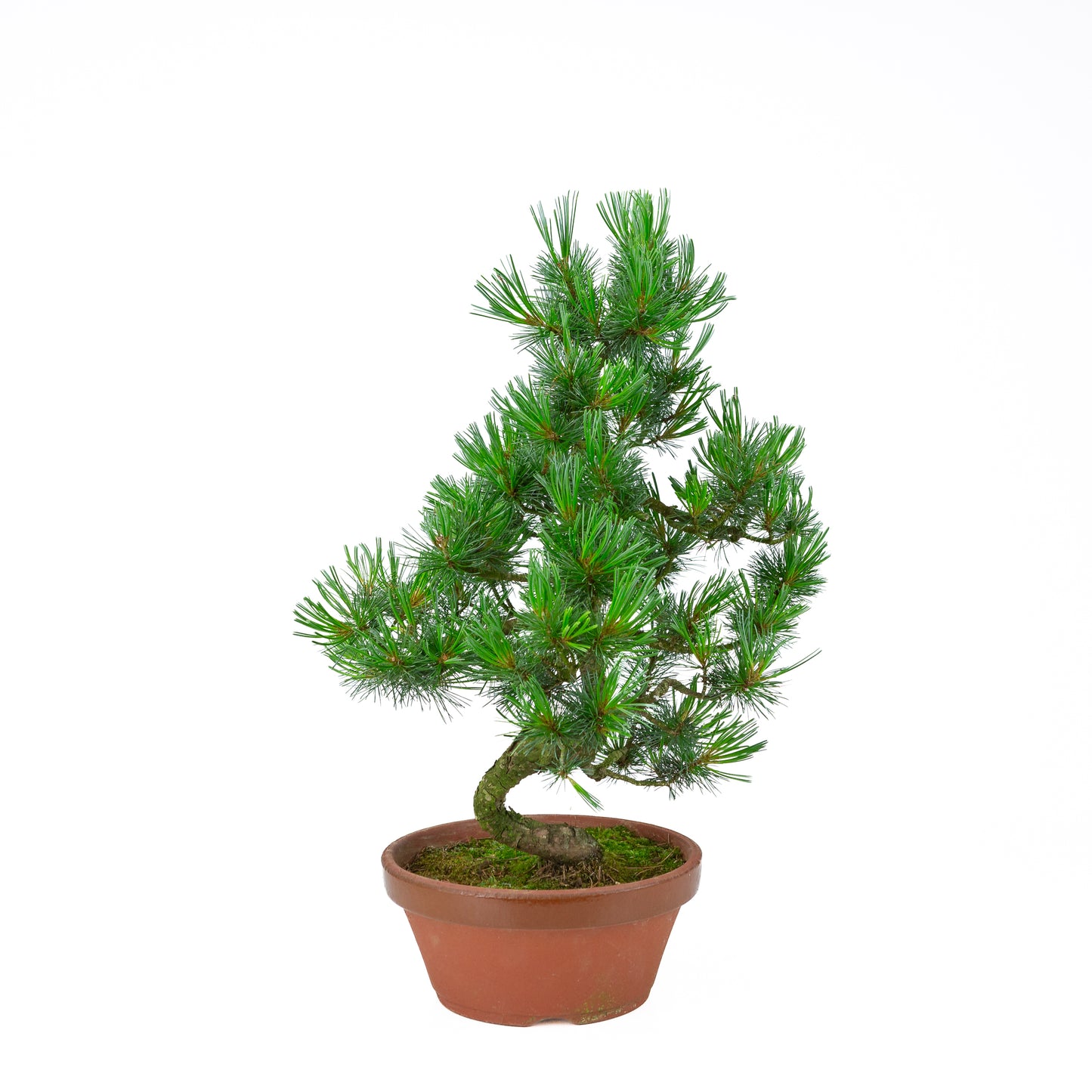Pinus parviflora (pin blanc) pot terre cuite 22 cm, hauteur ~55 cm