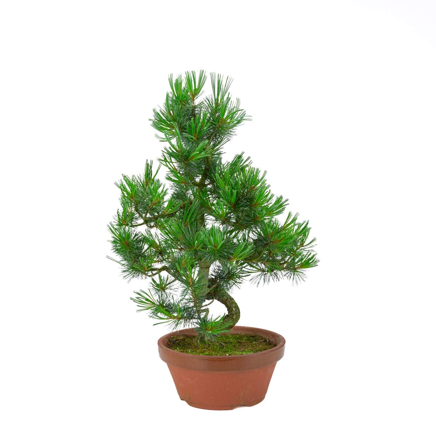 Pinus parviflora (pin blanc) pot terre cuite 22 cm, hauteur ~55 cm