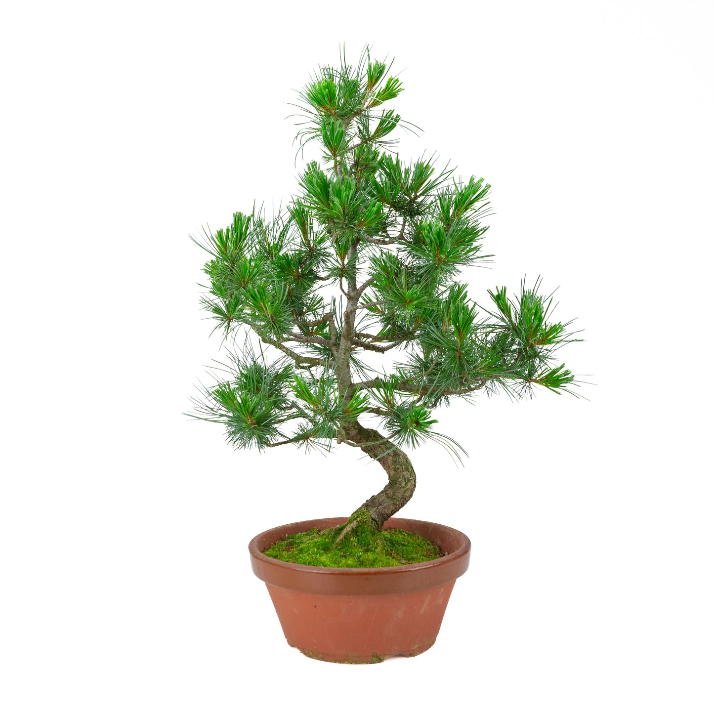 Pinus parviflora (pin blanc) pot terre cuite 22 cm, hauteur ~58 cm