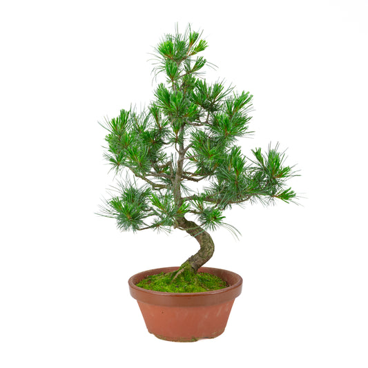 Pinus parviflora (pin blanc) pot terre cuite 22 cm, hauteur ~58 cm