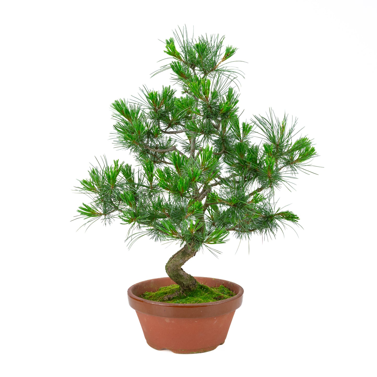 Pinus parviflora (pin blanc) pot terre cuite 22 cm, hauteur ~58 cm