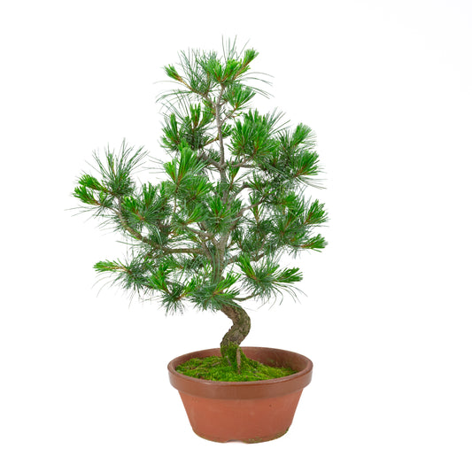Pinus parviflora (pin blanc) pot terre cuite 22 cm, hauteur ~58 cm