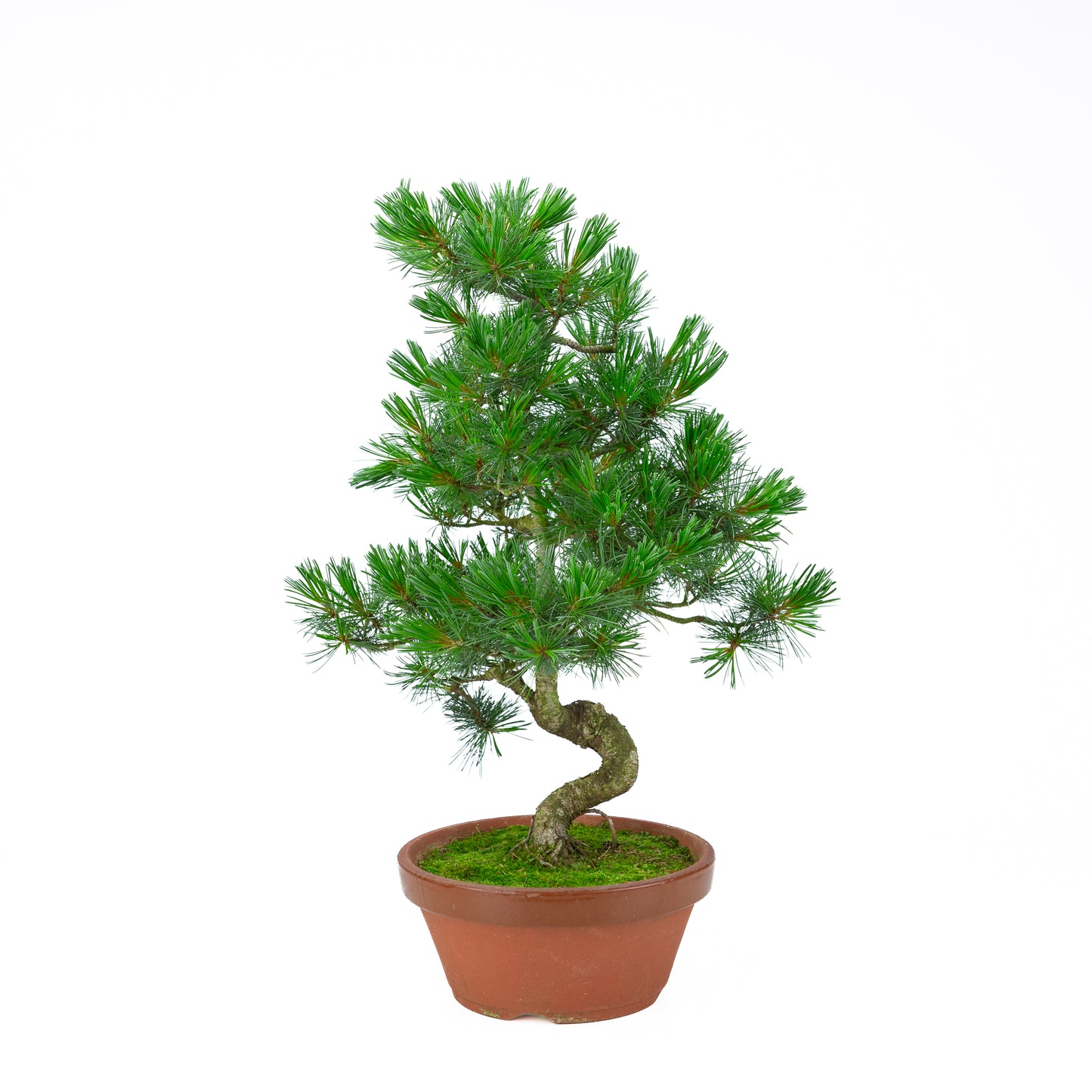 Pinus parviflora (pin blanc) pot terre cuite 22 cm, hauteur ~57 cm