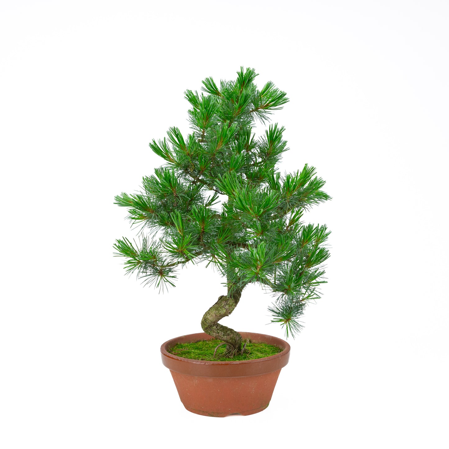 Pinus parviflora (pin blanc) pot terre cuite 22 cm, hauteur ~57 cm