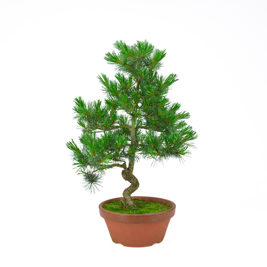 Pinus parviflora (pin blanc) pot terre cuite 22 cm, hauteur ~57 cm