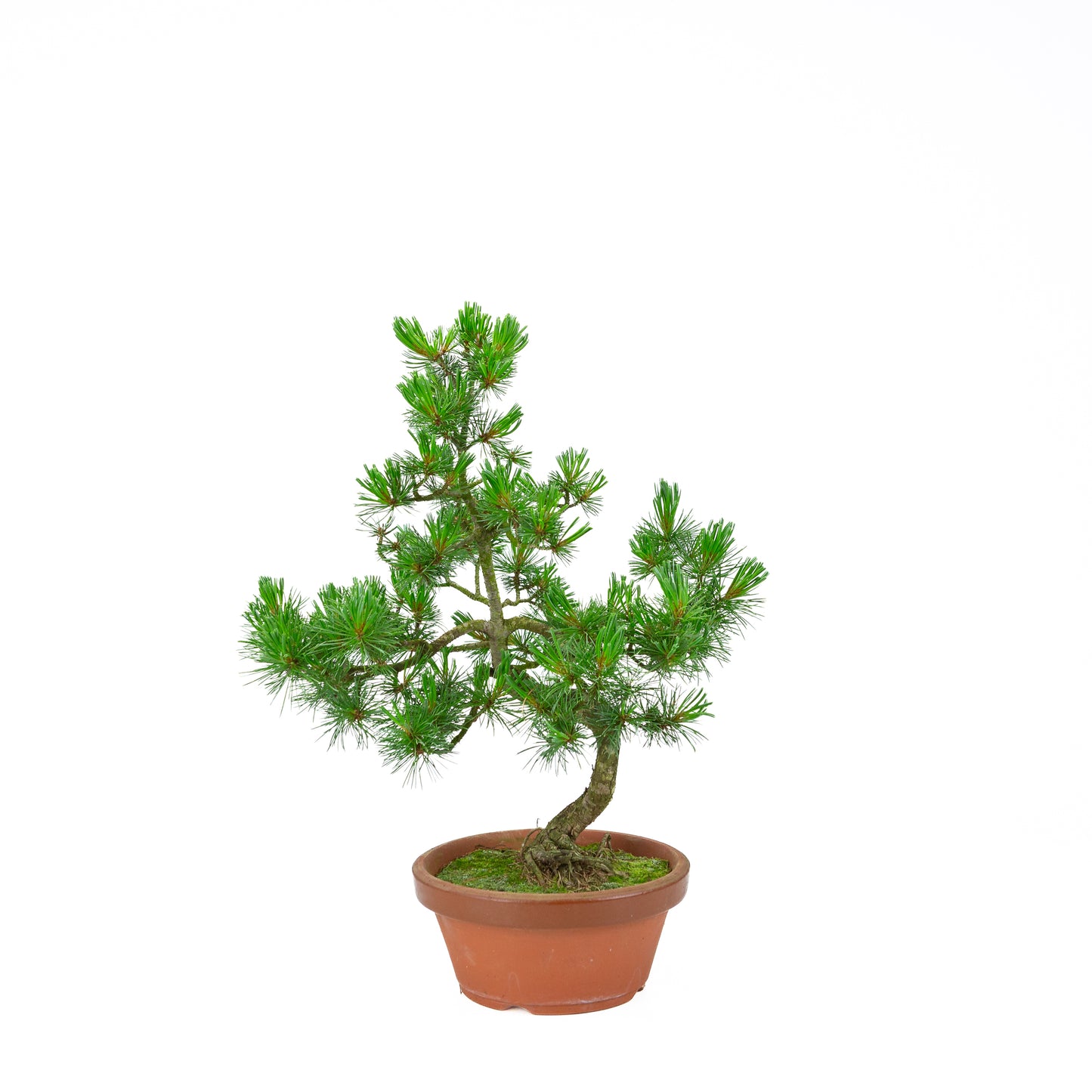 Pinus parviflora (pin blanc) pot en terre cuite 19 cm, hauteur ~45 cm