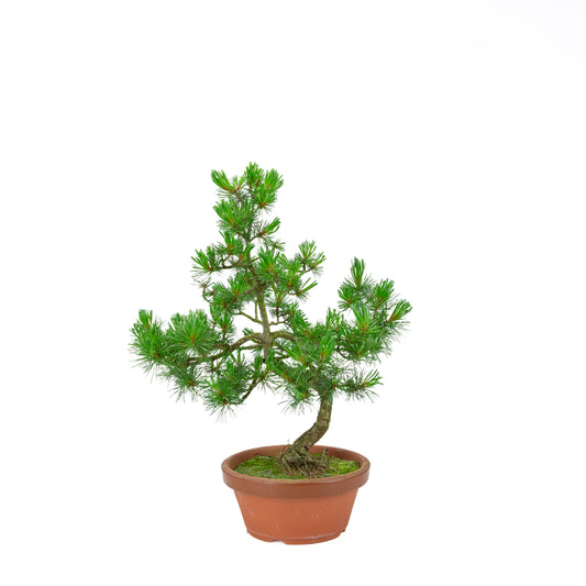 Pinus parviflora (pin blanc) pot en terre cuite 19 cm, hauteur ~45 cm