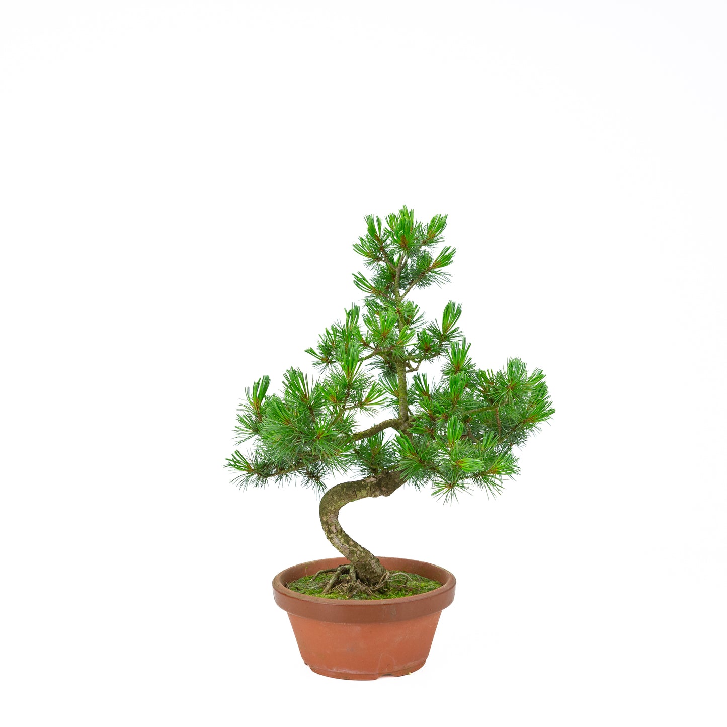 Pinus parviflora (pin blanc) pot en terre cuite 19 cm, hauteur ~45 cm