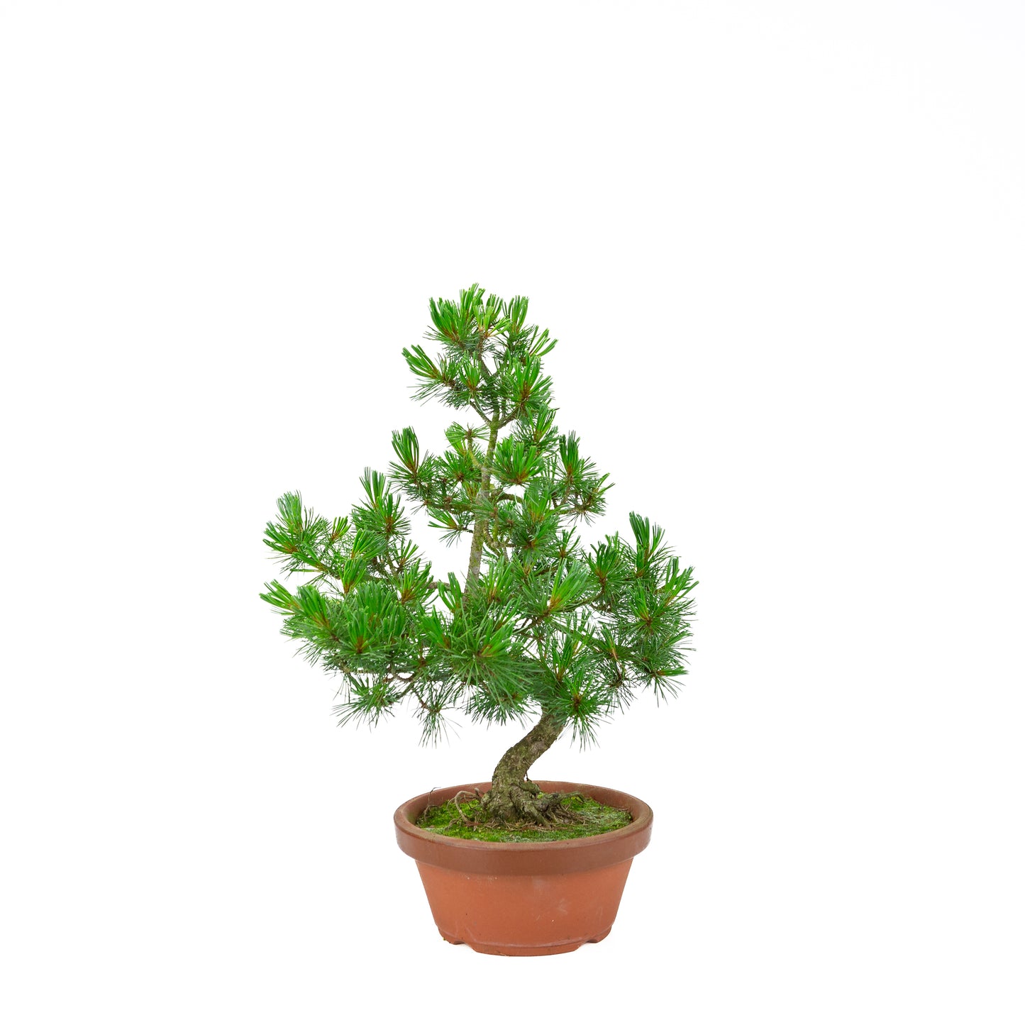 Pinus parviflora (pin blanc) pot en terre cuite 19 cm, hauteur ~45 cm