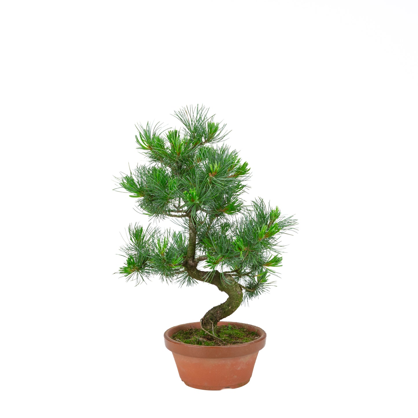 Pinus parviflora (pin blanc) pot en terre cuite 19 cm, hauteur ~49 cm