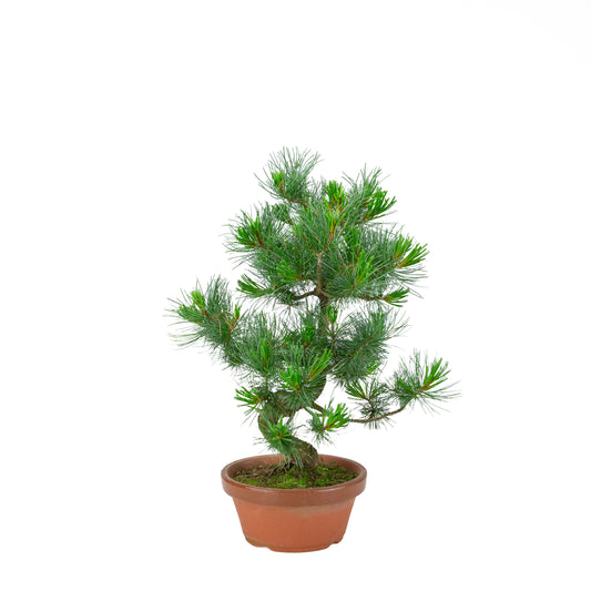 Pinus parviflora (pin blanc) pot en terre cuite 19 cm, hauteur ~49 cm