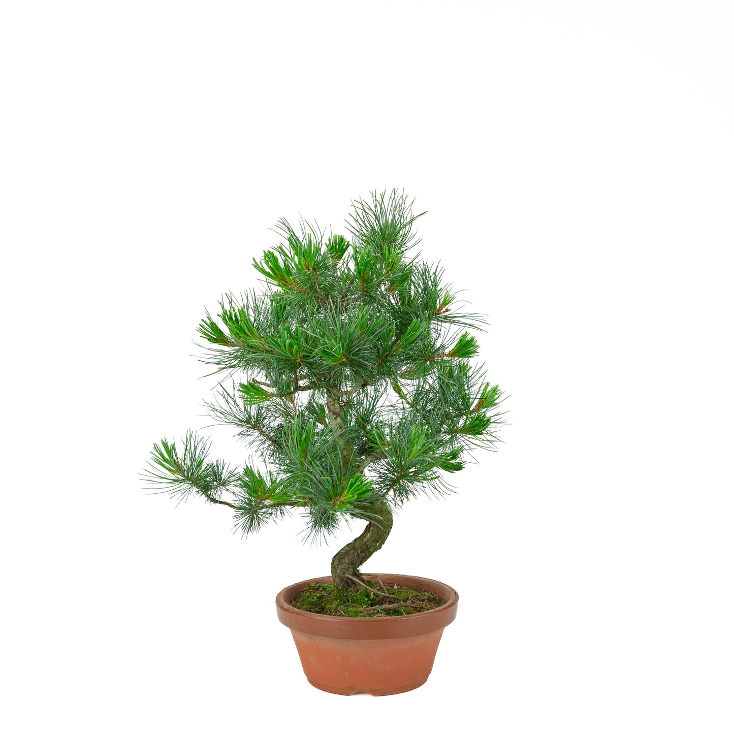 Pinus parviflora (pin blanc) pot en terre cuite 19 cm, hauteur ~49 cm