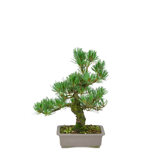 Pinus parviflora (pin blanc), hauteur ~32 cm