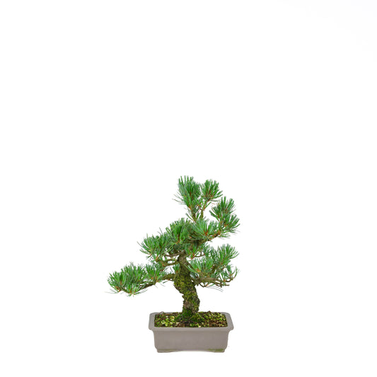 Pinus parviflora (pin blanc), hauteur ~32 cm