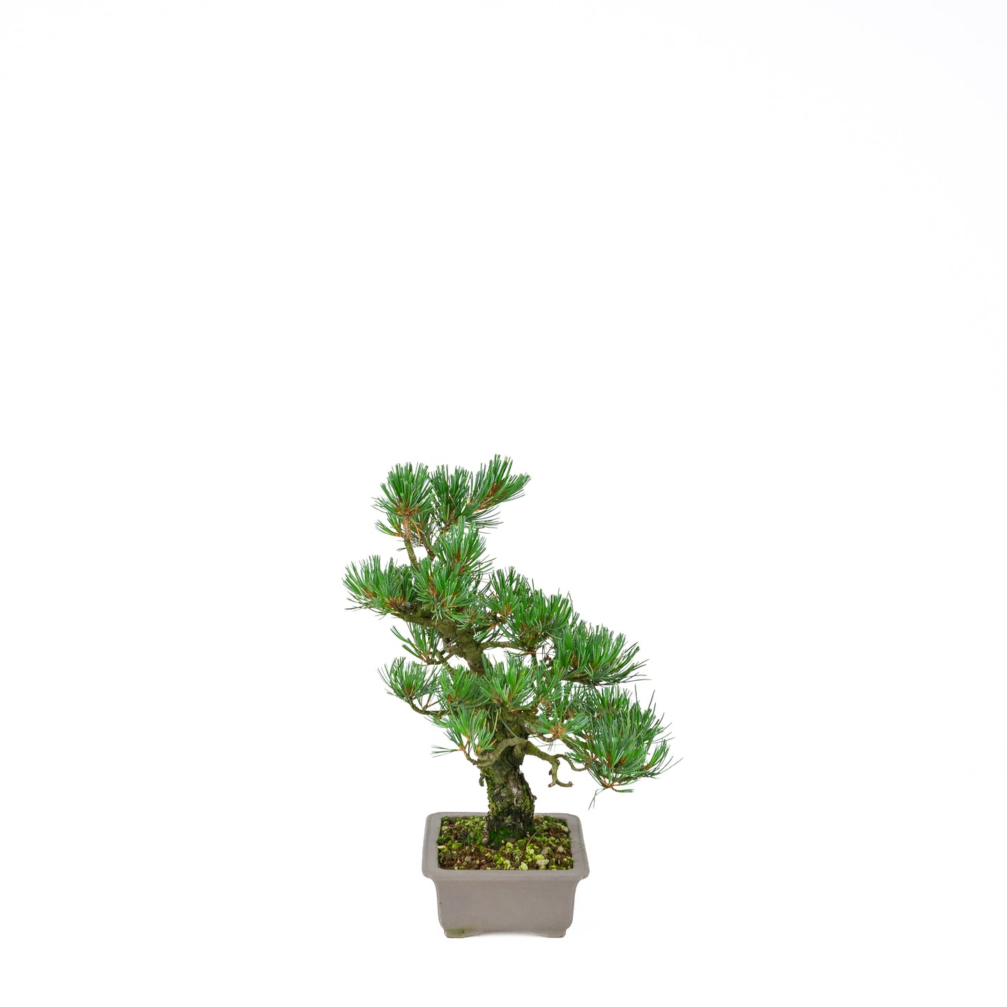 Pinus parviflora (pin blanc), hauteur ~32 cm