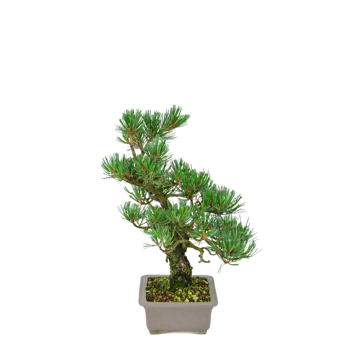 Pinus parviflora (pin blanc), hauteur ~32 cm