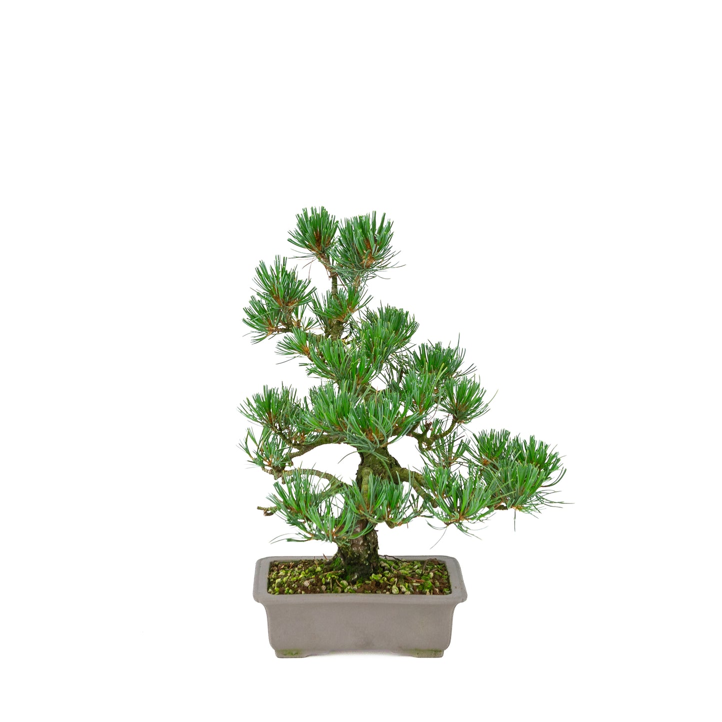Pinus parviflora (pin blanc), hauteur ~32 cm