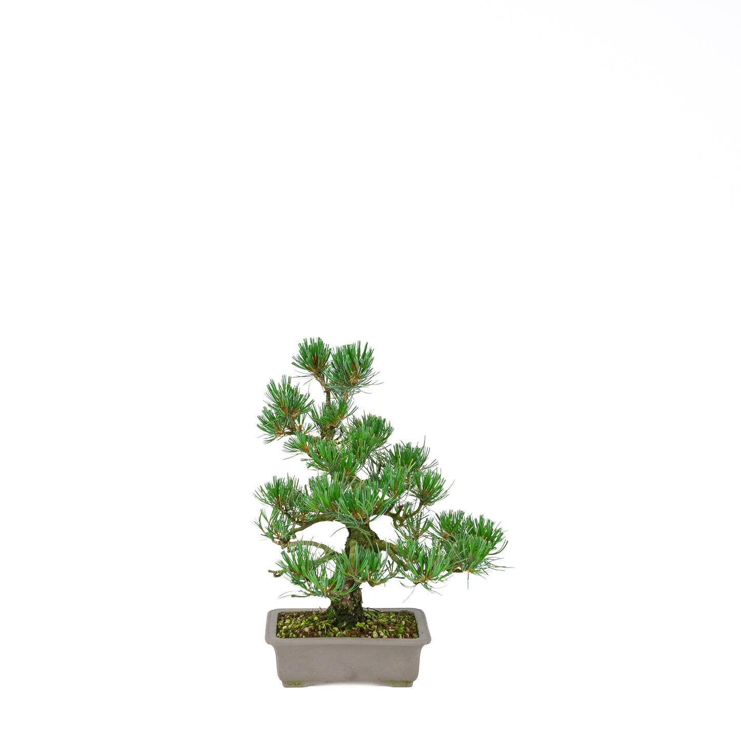 Pinus parviflora (pin blanc), hauteur ~32 cm