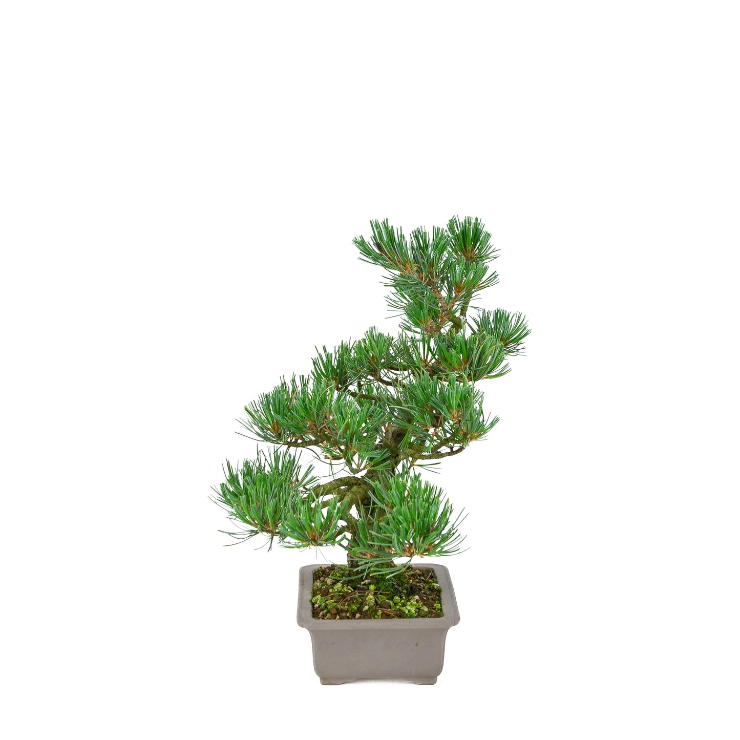 Pinus parviflora (pin blanc), hauteur ~32 cm