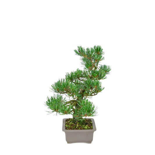Pinus parviflora (pin blanc), hauteur ~32 cm