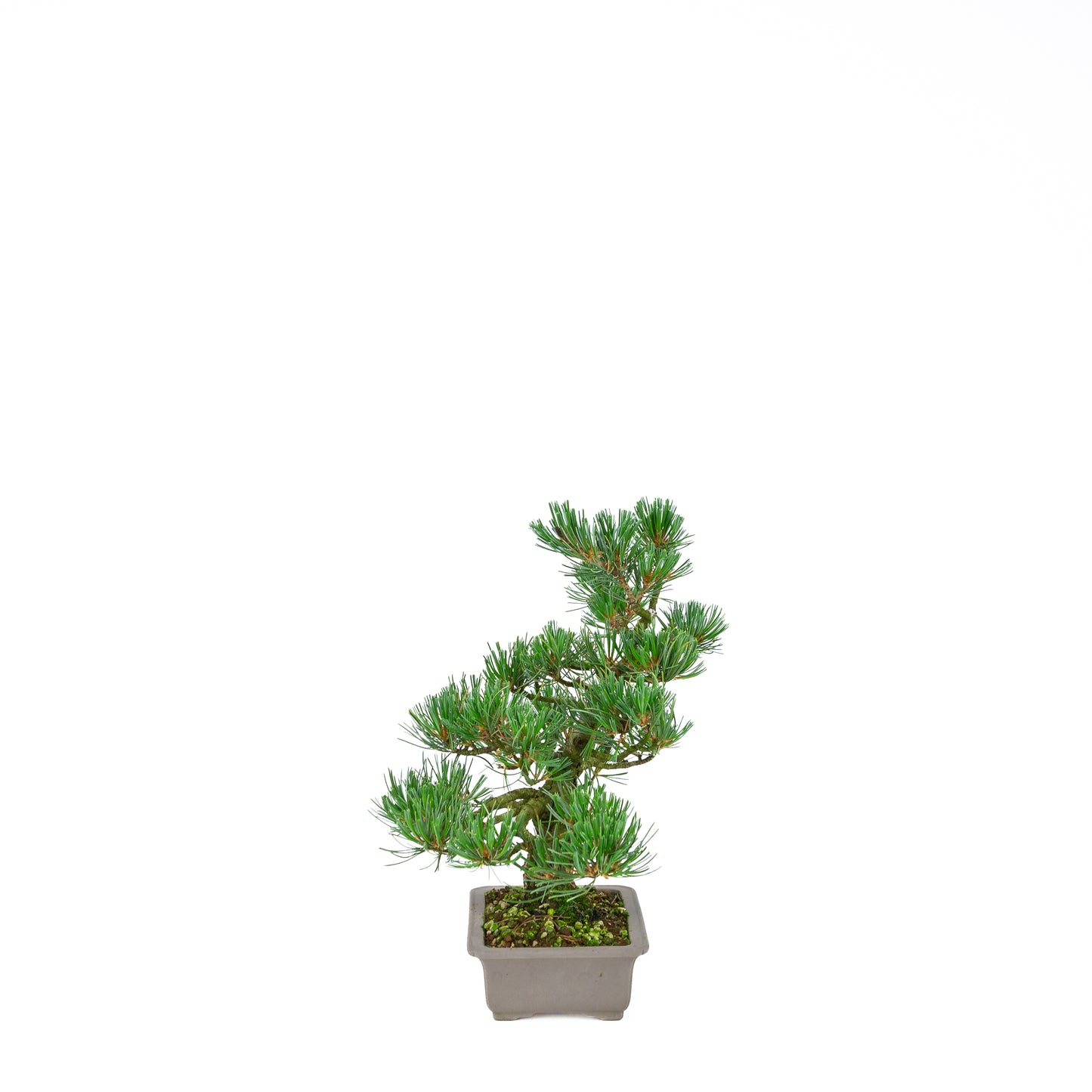 Pinus parviflora (pin blanc), hauteur ~32 cm