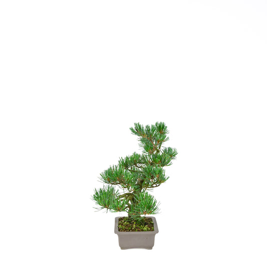 Pinus parviflora (pin blanc), hauteur ~32 cm
