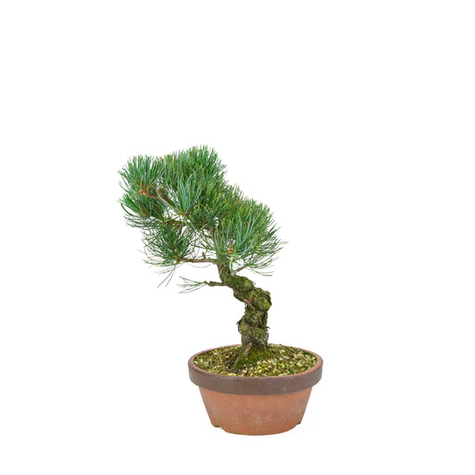 Pinus parviflora (pin blanc), hauteur ~30 cm