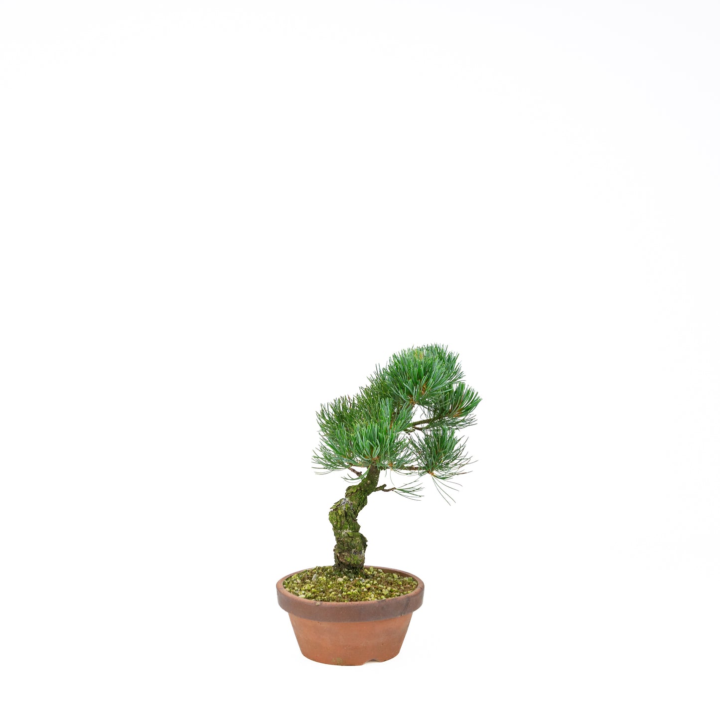 Pinus parviflora (pin blanc), hauteur ~30 cm