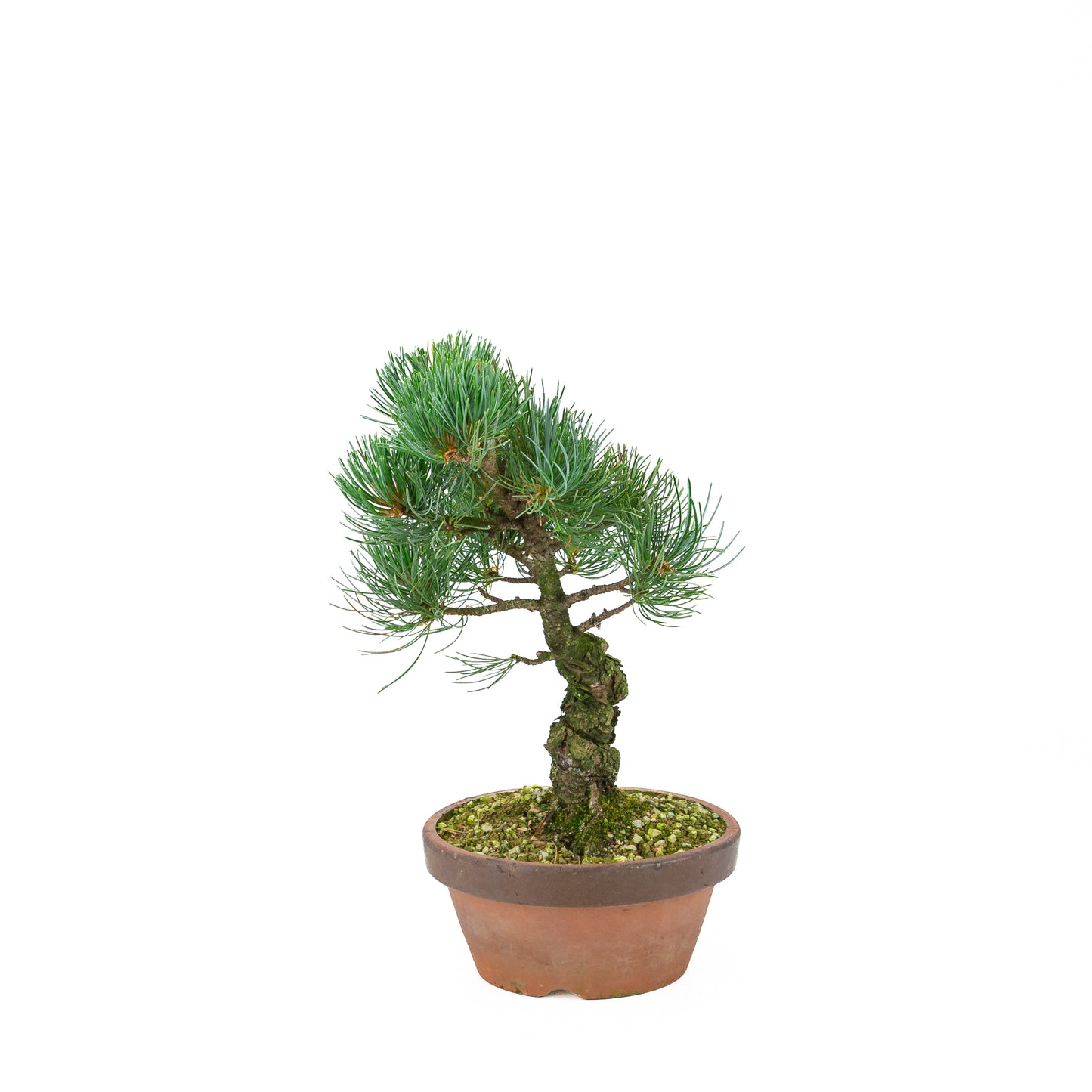 Pinus parviflora (pin blanc), hauteur ~30 cm