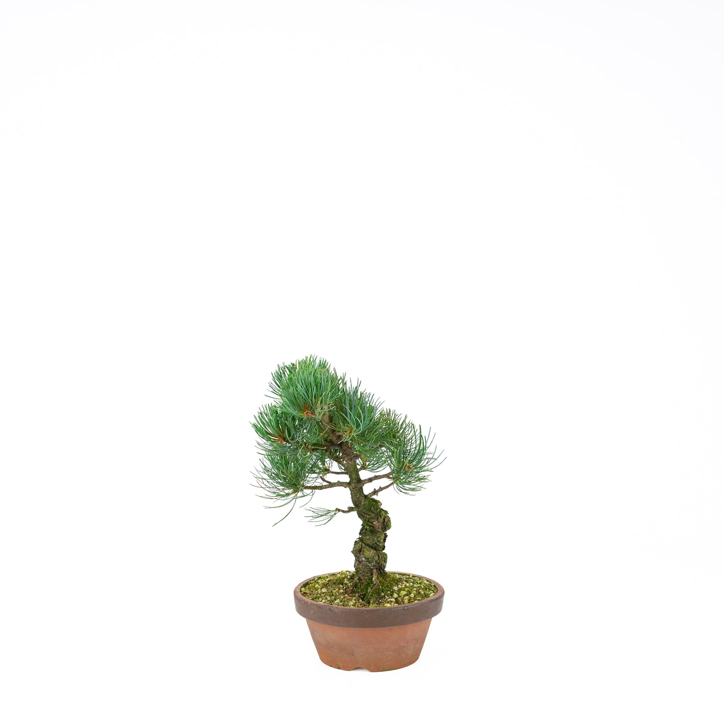 Pinus parviflora (pin blanc), hauteur ~30 cm
