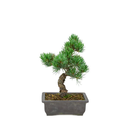 Pinus parviflora (pin blanc), hauteur ~32 cm