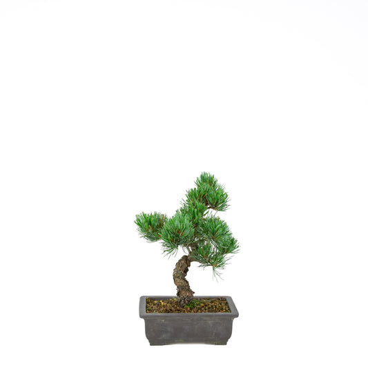 Pinus parviflora (pin blanc), hauteur ~32 cm