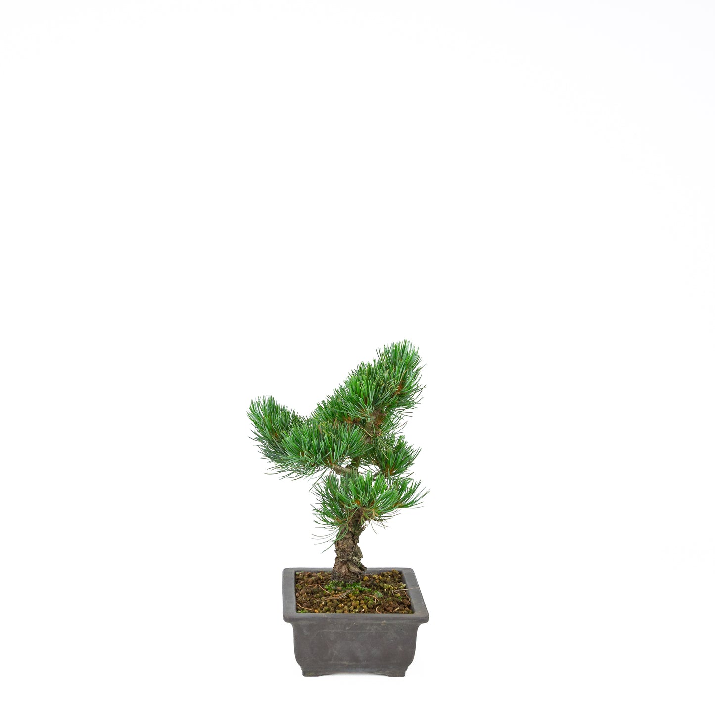Pinus parviflora (pin blanc), hauteur ~32 cm
