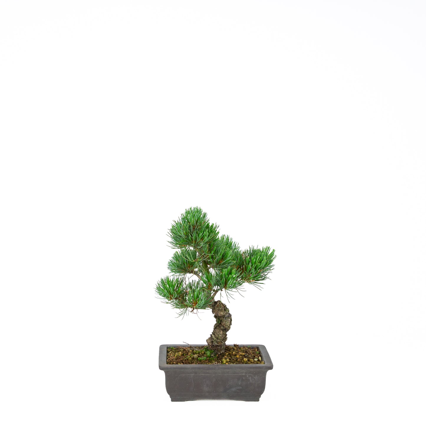 Pinus parviflora (pin blanc), hauteur ~32 cm