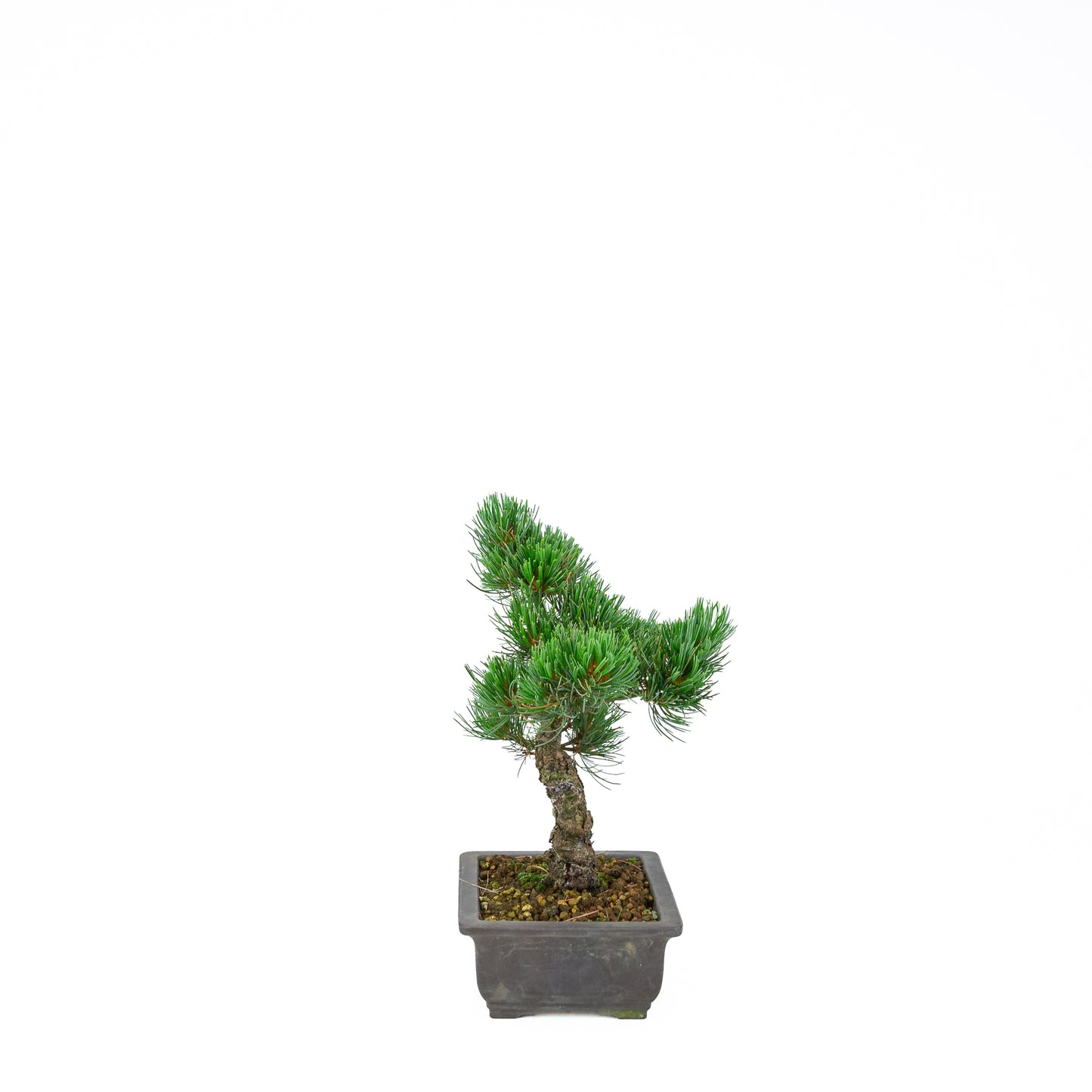 Pinus parviflora (pin blanc), hauteur ~32 cm