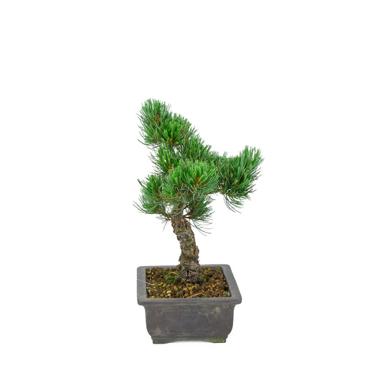 Pinus parviflora (pin blanc), hauteur ~32 cm