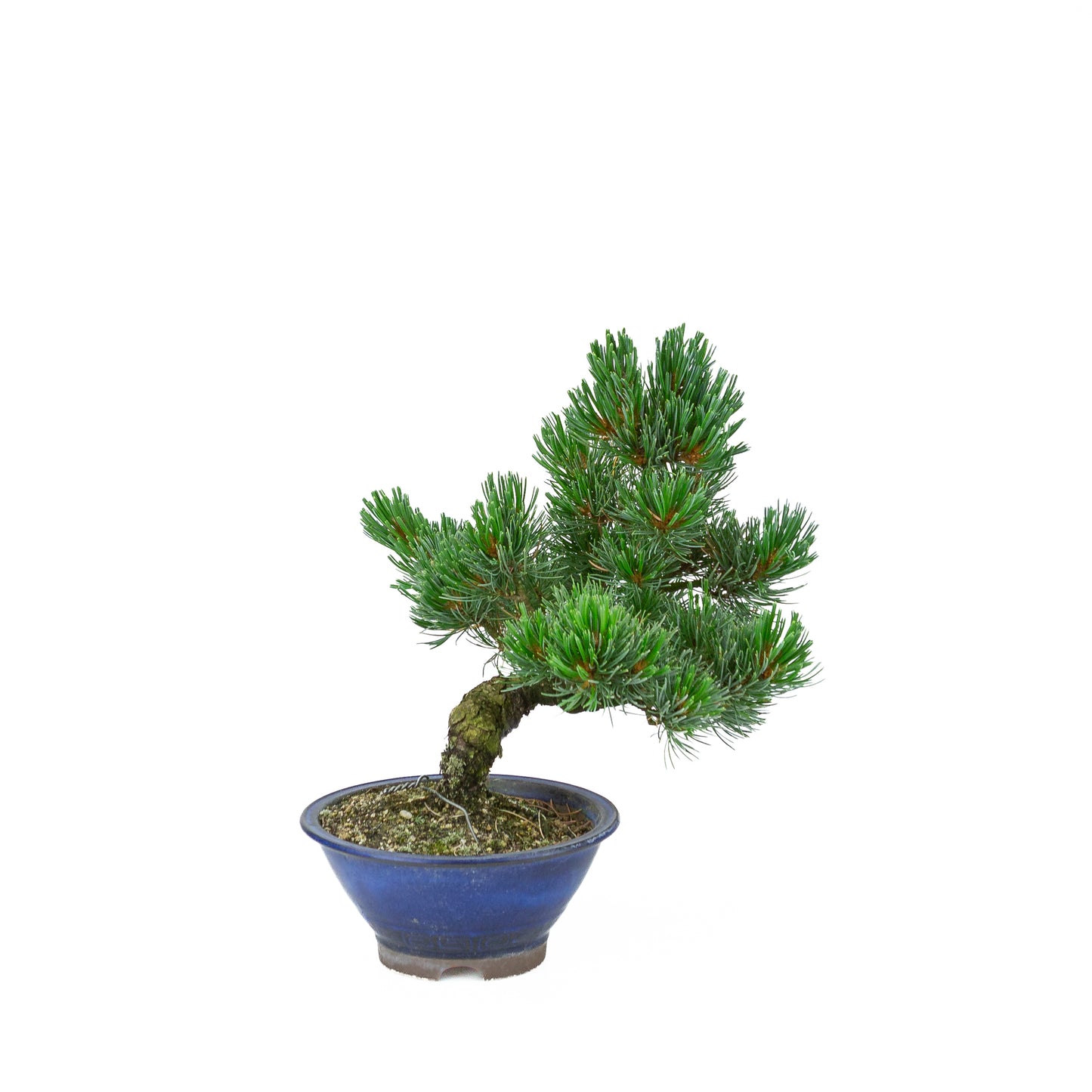 Pinus parviflora (pin blanc), hauteur ~31 cm