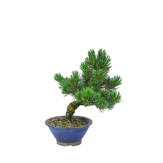Pinus parviflora (pin blanc), hauteur ~31 cm