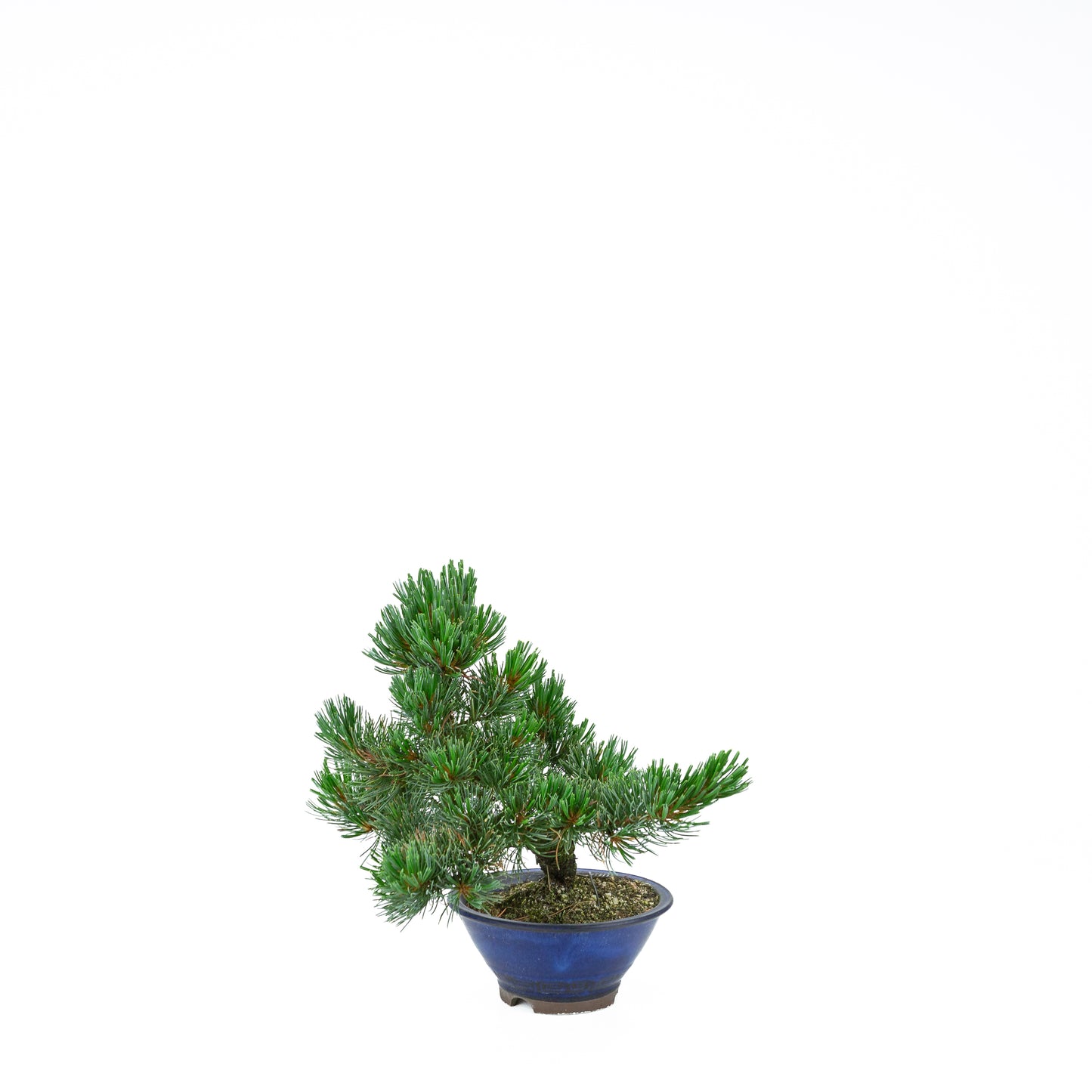 Pinus parviflora (pin blanc), hauteur ~31 cm
