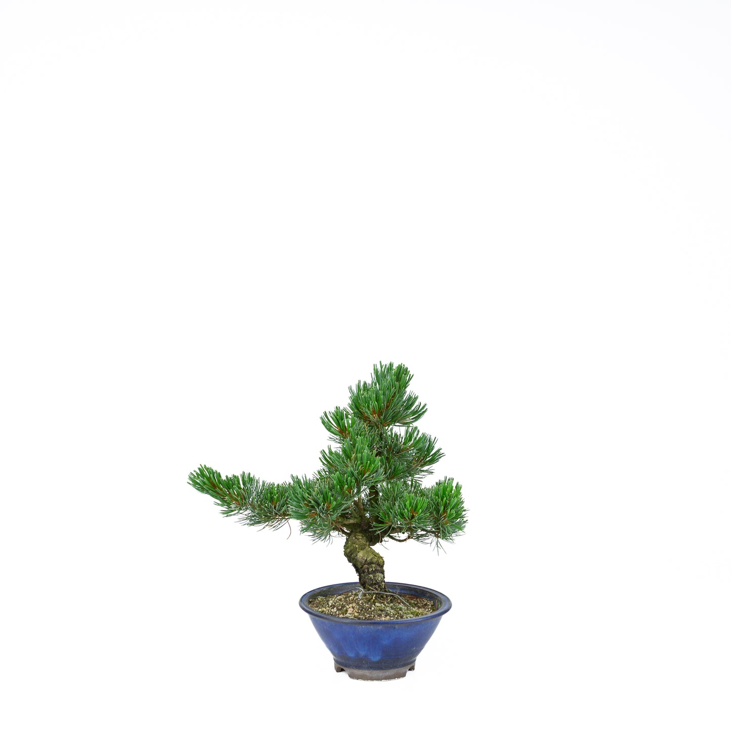 Pinus parviflora (pin blanc), hauteur ~31 cm