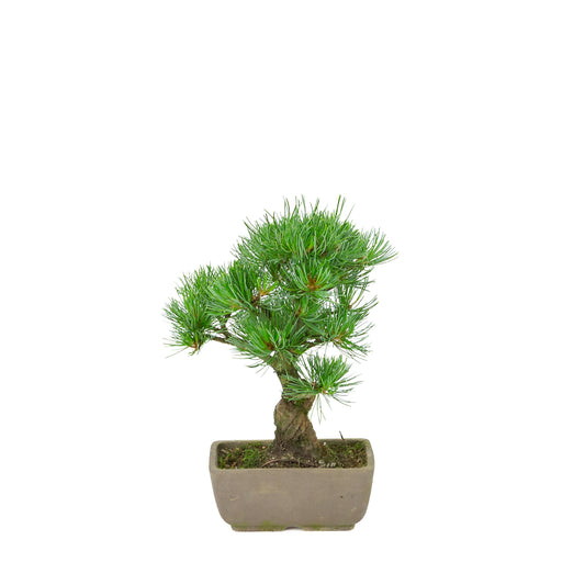 Pinus parviflora (pin blanc du Japon), hauteur ~24 cm