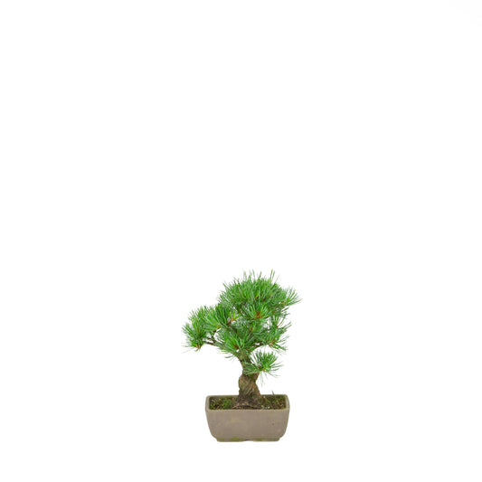 Pinus parviflora (pin blanc du Japon), hauteur ~24 cm