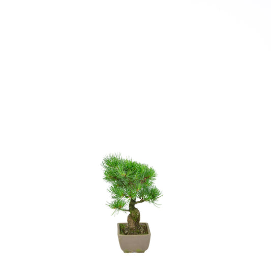 Pinus parviflora (pin blanc du Japon), hauteur ~24 cm