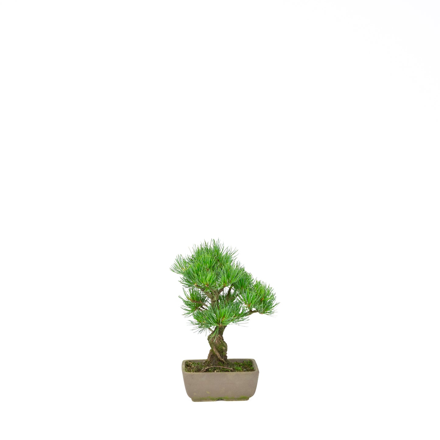Pinus parviflora (pin blanc du Japon), hauteur ~24 cm