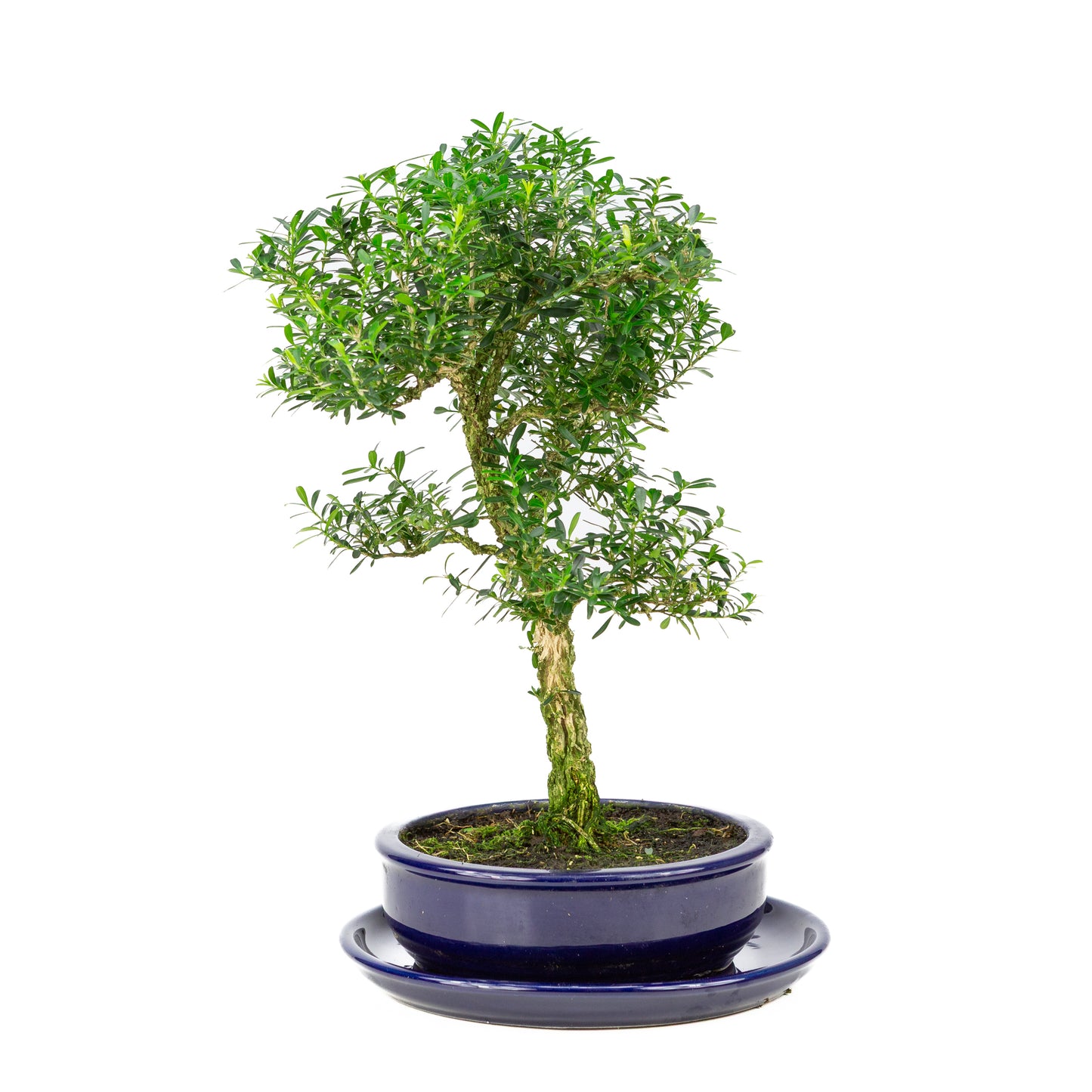 Buxus harlandii Bonsaï dans un pot bleu 19 cm, hauteur ~41 cm