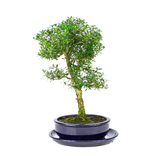 Buxus harlandii Bonsaï dans un pot bleu 19 cm, hauteur ~41 cm