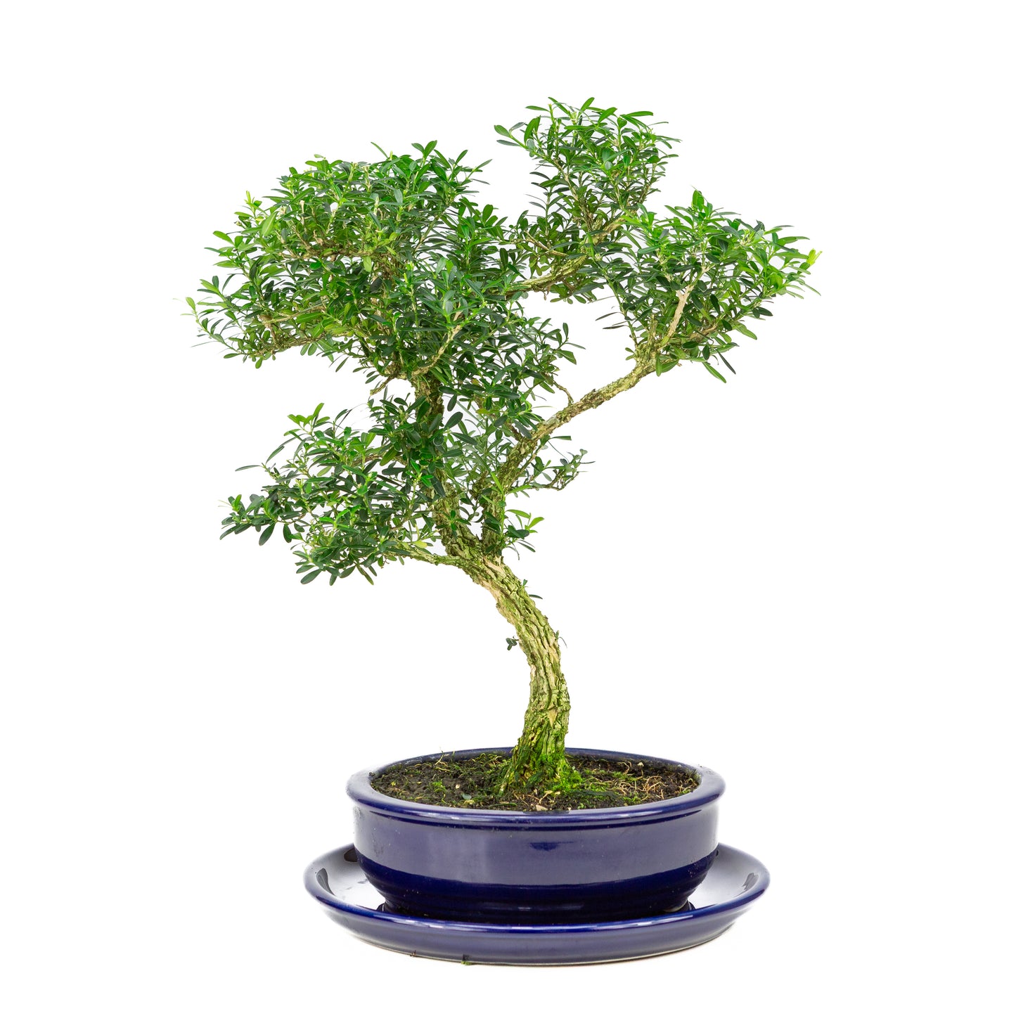 Buxus harlandii Bonsaï dans un pot bleu 19 cm, hauteur ~41 cm