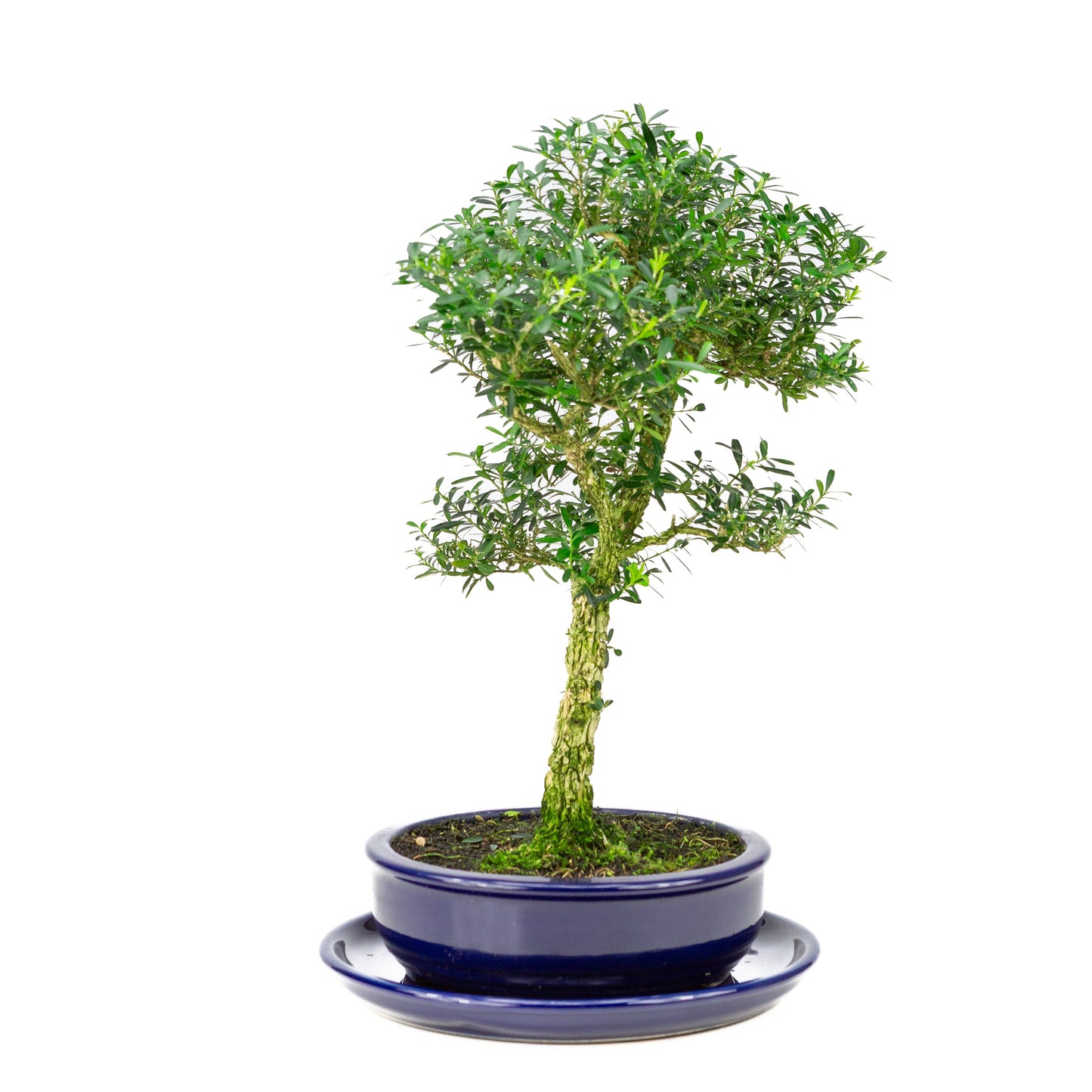 Buxus harlandii Bonsaï dans un pot bleu 19 cm, hauteur ~41 cm