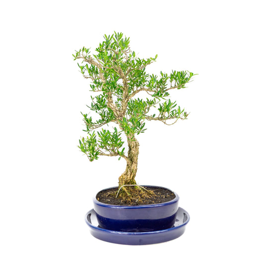 Buxus harlandii Bonsaï dans un pot bleu 21 cm, hauteur ~36 cm