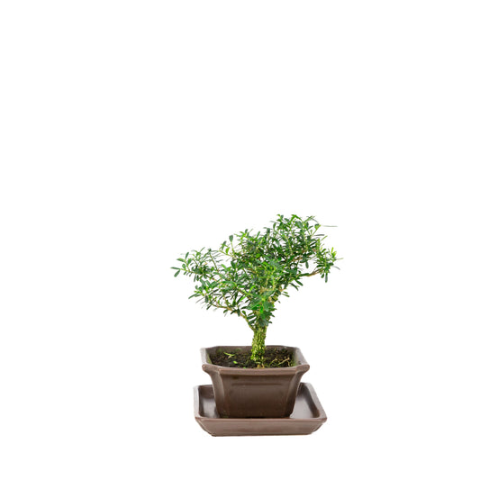 Buxus harlandii Bonsaï dans un pot bleu 13 cm, hauteur ~21 cm